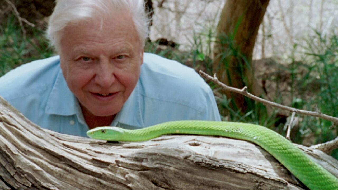 David Attenborough A Life on Our Netflix Official Site