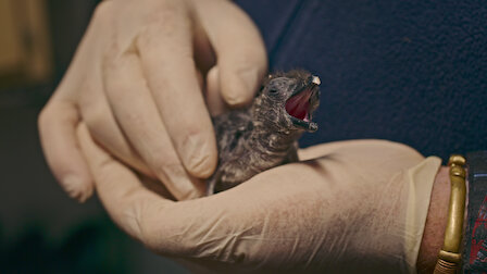 Watch Penguin Town | Netflix Official Site