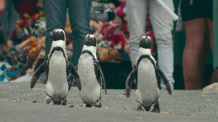 Watch Penguin Town | Netflix Official Site