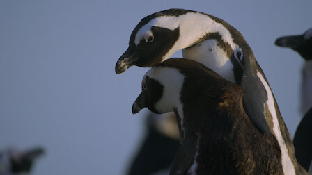 Watch Penguin Town | Netflix Official Site