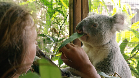 Watch Izzy's Koala World | Netflix Official Site