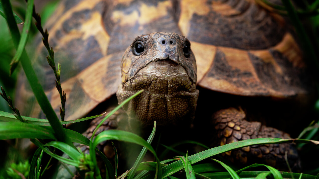 Watch Corsica Mountains in the Sea Netflix
