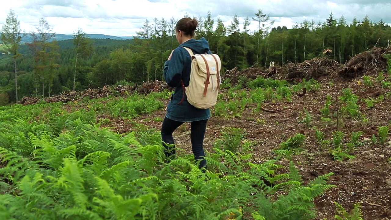 Podívejte se na Wood Industry: A Business Against Nature | Netflix