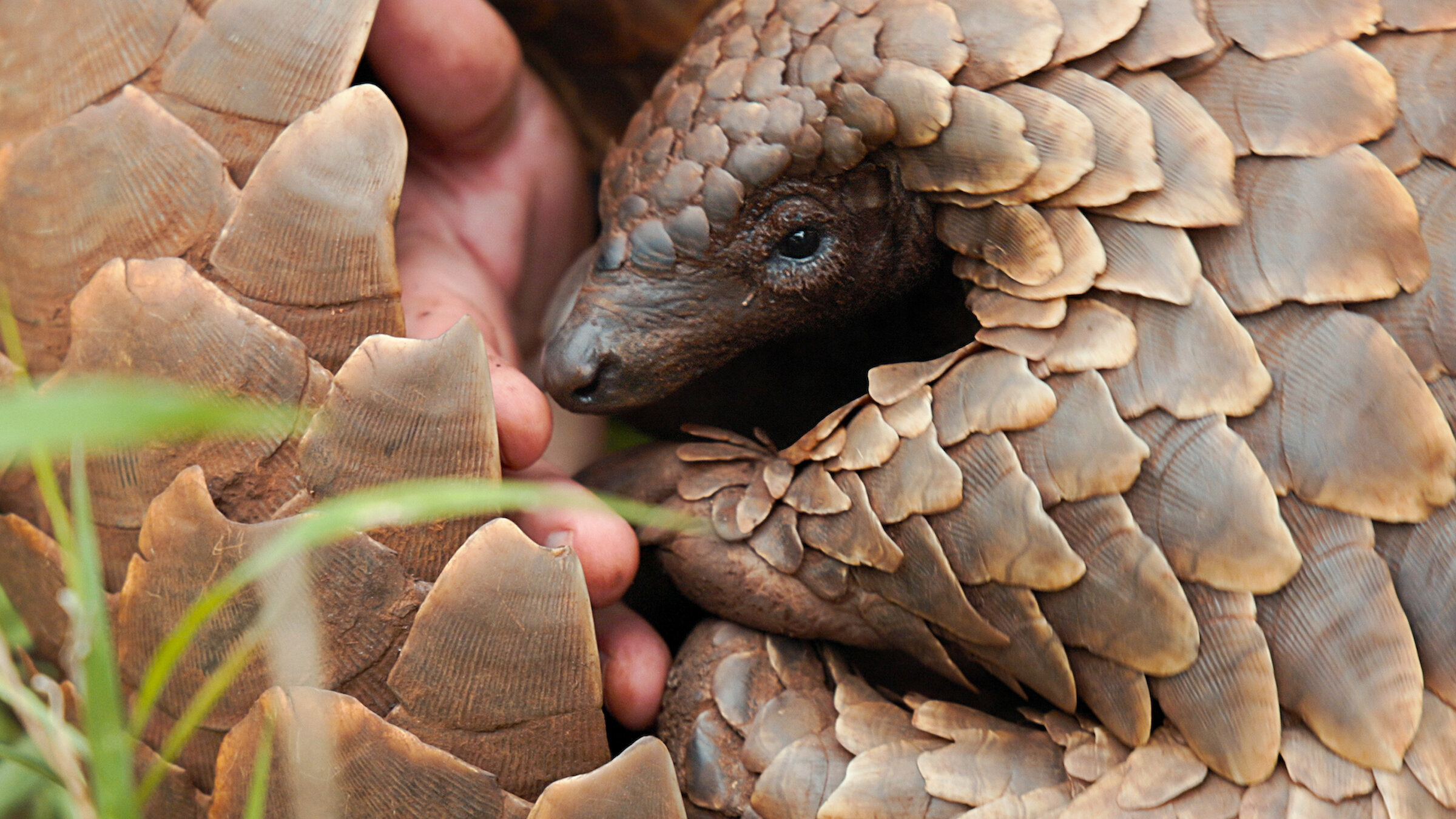 Watch Pangolin: Kulu’s Journey | Netflix