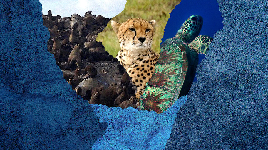 Watch Evolution Netflix