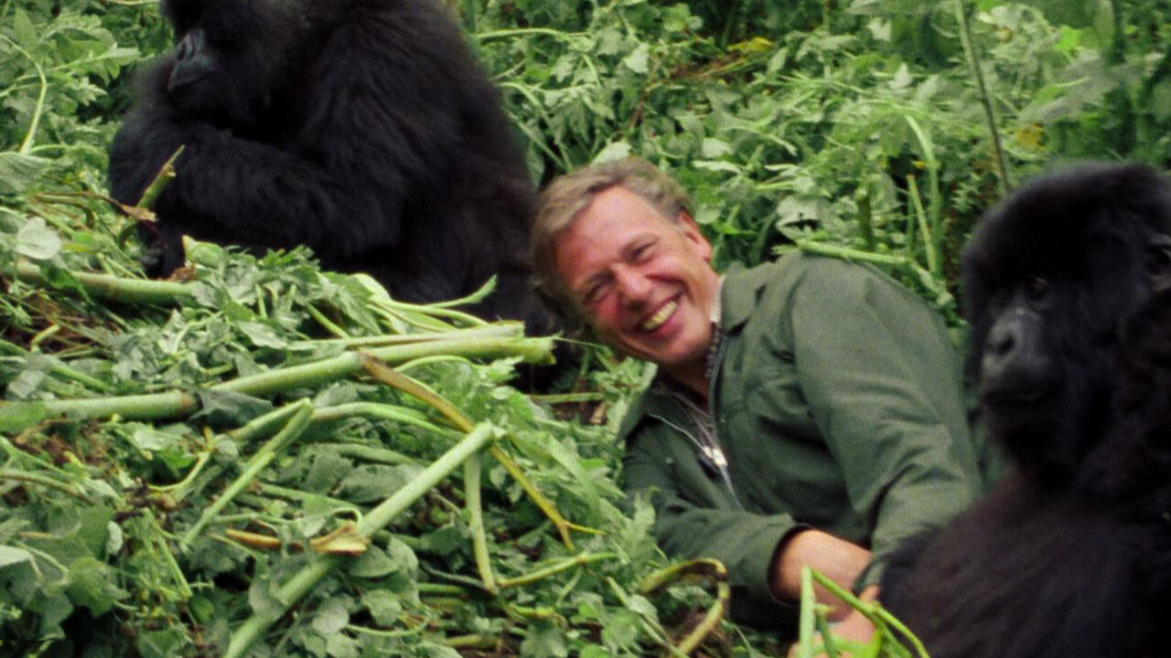 Watch David Attenborough A Life On Our Planet Netflix Official Site