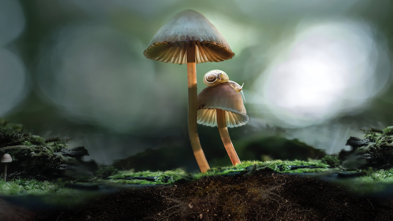 mushroom documentary netflix DrBeckmann