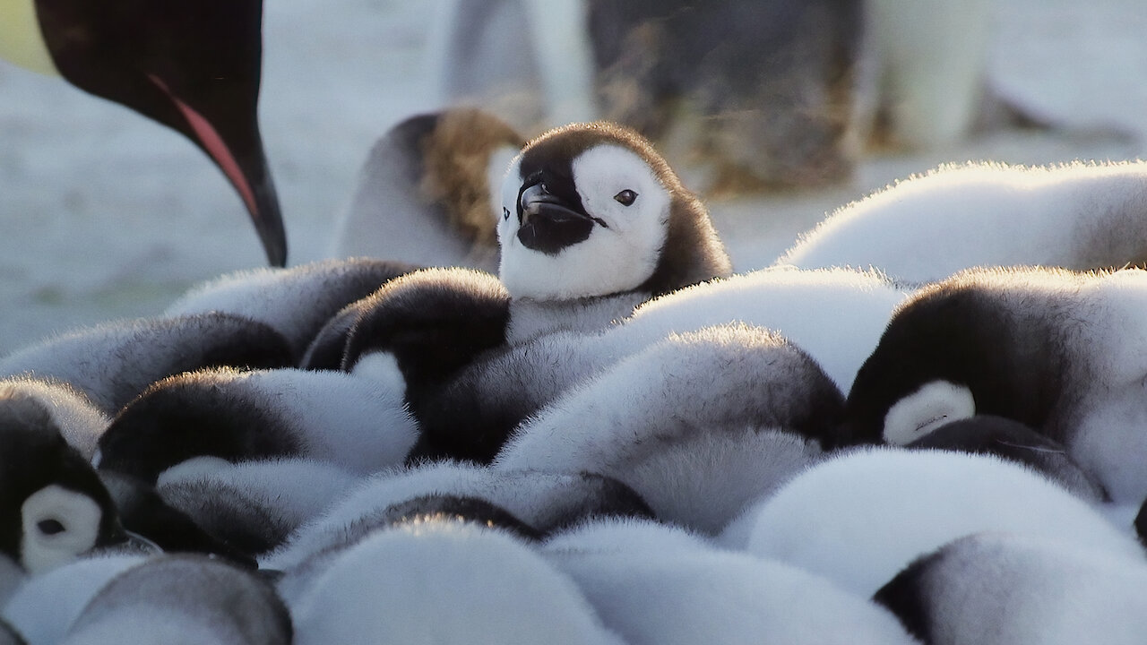 Thousand Babies Netflix Thousand Babies Netflix